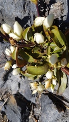Gentianella bellidifolia