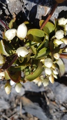 Gentianella bellidifolia