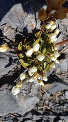 Gentianella bellidifolia