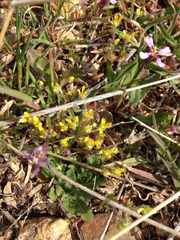 Ceratocephala testiculata