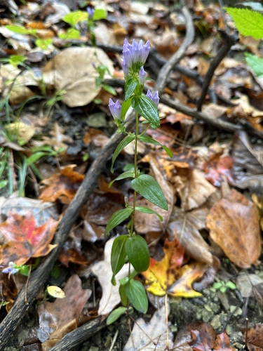 Image of Gentianella quinquefolia by (c) Matt Berger, some rights reserved (CC BY)
