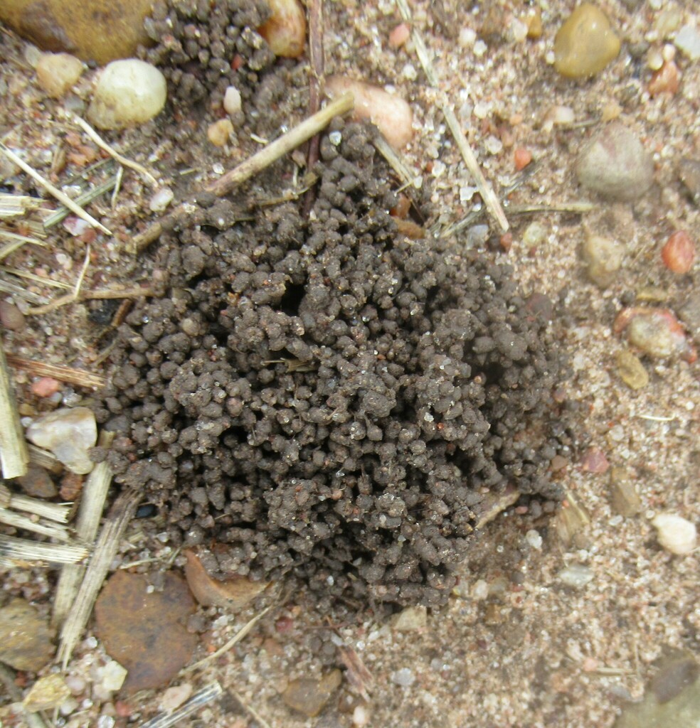 Earthworms from Hwy 77, Victoria County, TX, USA on October 11, 2023 at