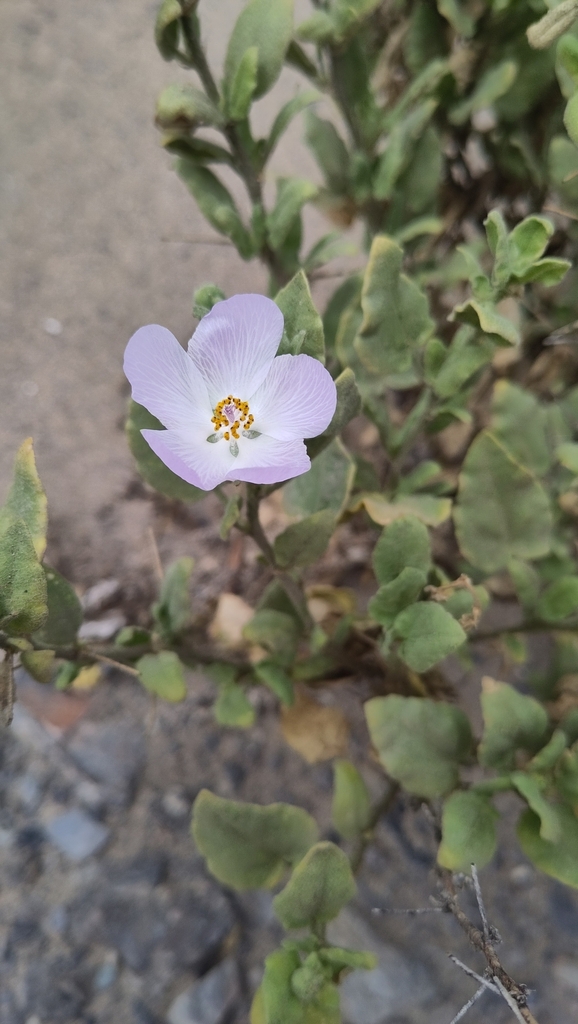 Cristaria ovata