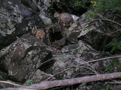 Petrogale mareeba