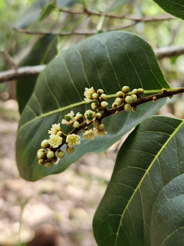Sapindus oahuensis