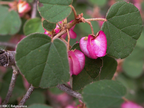 Dombeya tremuliformis image