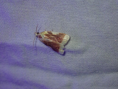 Beautiful Sparganothis photo 3