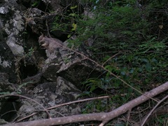 Petrogale mareeba
