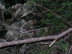Petrogale mareeba