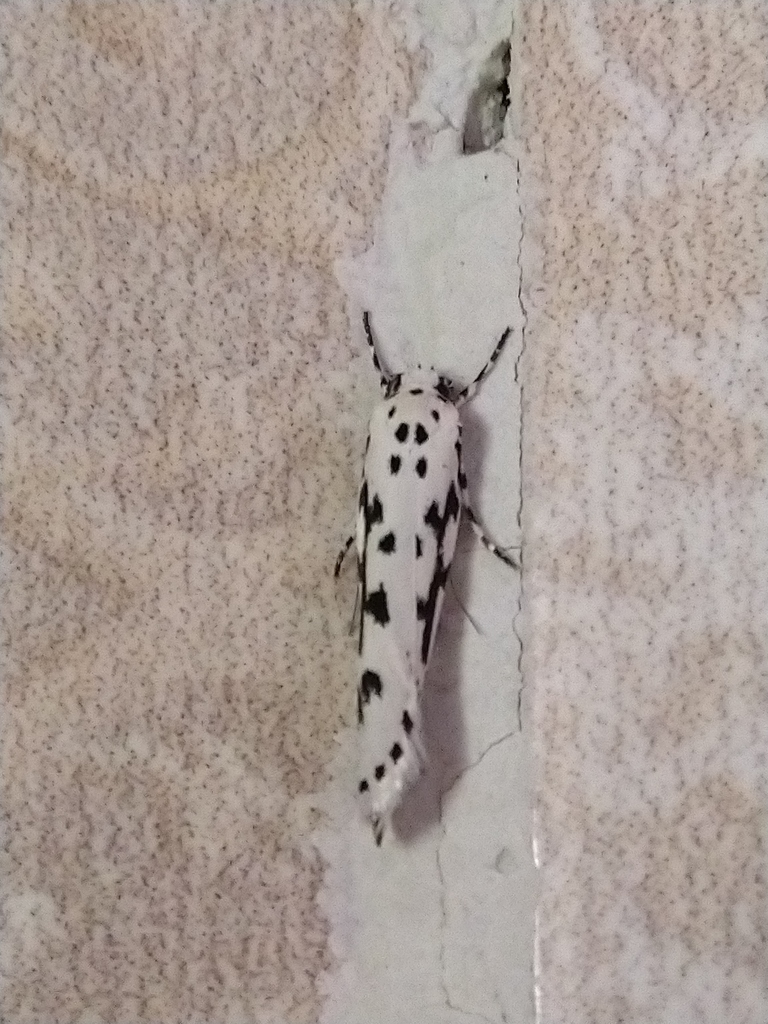Ethmia candidella