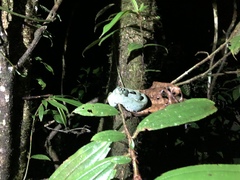 Bothrops bilineatus smaragdinus