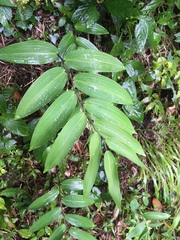 Polygonatum arisanense