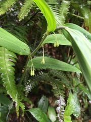 Polygonatum arisanense
