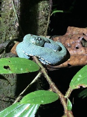 Bothrops bilineatus smaragdinus