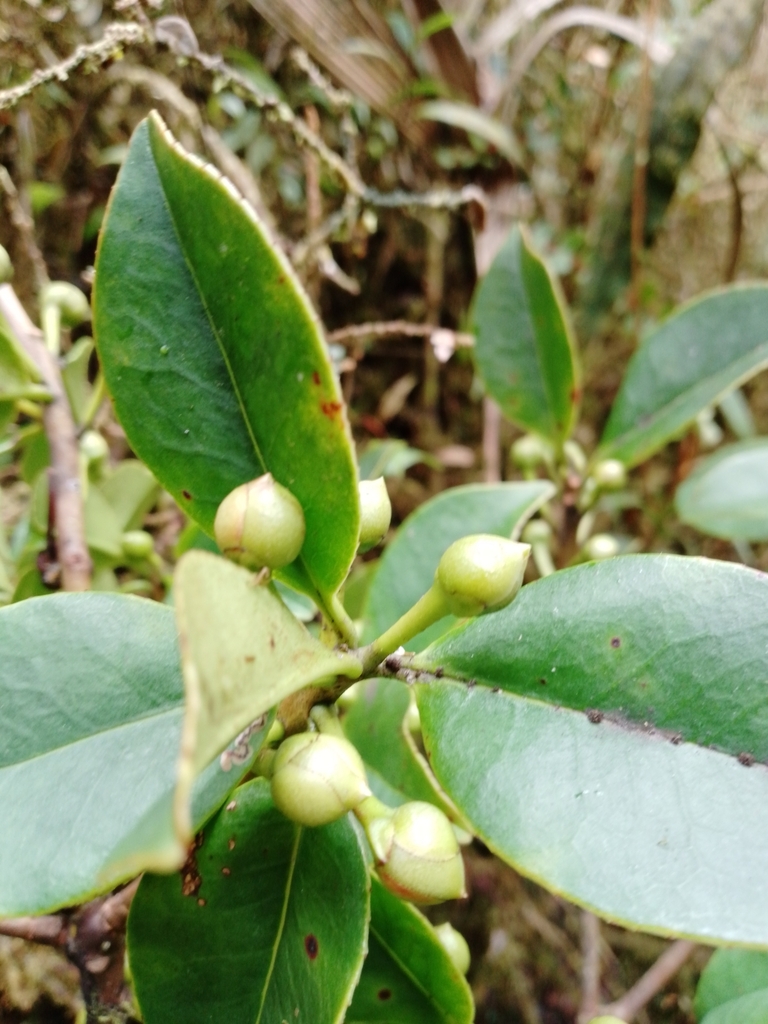Ternstroemia lehmannii