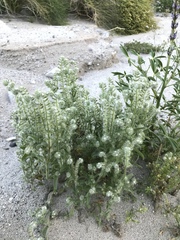 Cryptantha barbigera barbigera