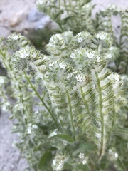 Cryptantha barbigera barbigera