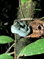 Bothrops bilineatus smaragdinus