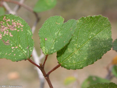 Grewia androyensis