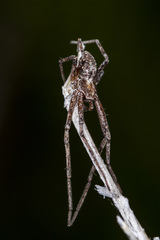 Rhysodromus pictus