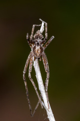 Rhysodromus pictus