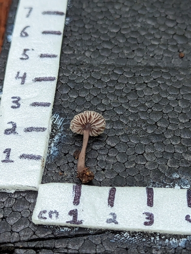 Mycena (Photo 2 of 3)