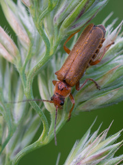 Cantharis figurata