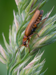 Cantharis figurata