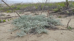 Astragalus miguelensis