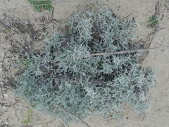 Astragalus miguelensis