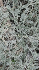 Astragalus miguelensis