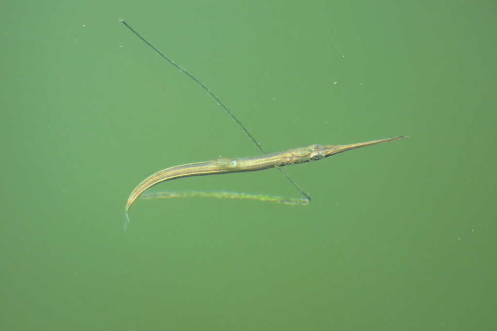 Atlantic needlefish (Strongylura timucu) — Belonidae