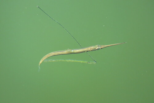 Atlantic needlefish (Strongylura timucu) — Belonidae