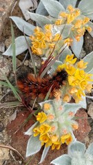 Acmispon argophyllus adsurgens