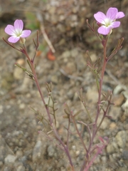 Sibara filifolia