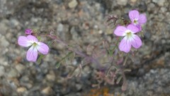 Sibara filifolia