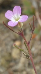 Sibara filifolia