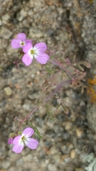 Sibara filifolia