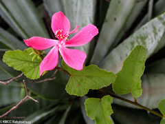 Hibiscus