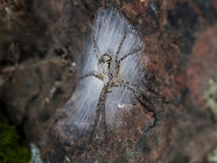 Rhysodromus pictus