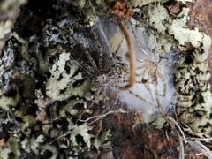 Rhysodromus pictus