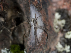 Rhysodromus pictus