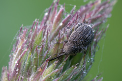 Cleopomiarus distinctus