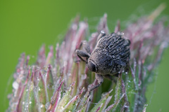 Cleopomiarus distinctus