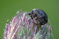 Cleopomiarus distinctus