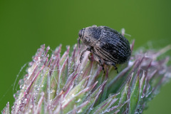 Cleopomiarus distinctus