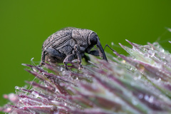 Cleopomiarus distinctus