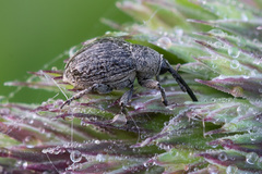 Cleopomiarus distinctus