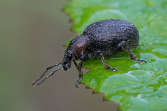 Otiorhynchus tristis