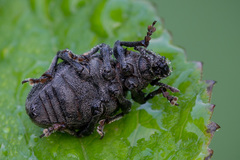 Otiorhynchus tristis